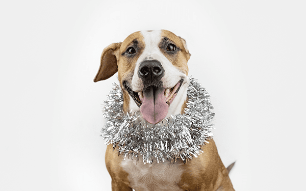 new years resolutions for pets, dogs, healthy pet tips, petsmile, dog training