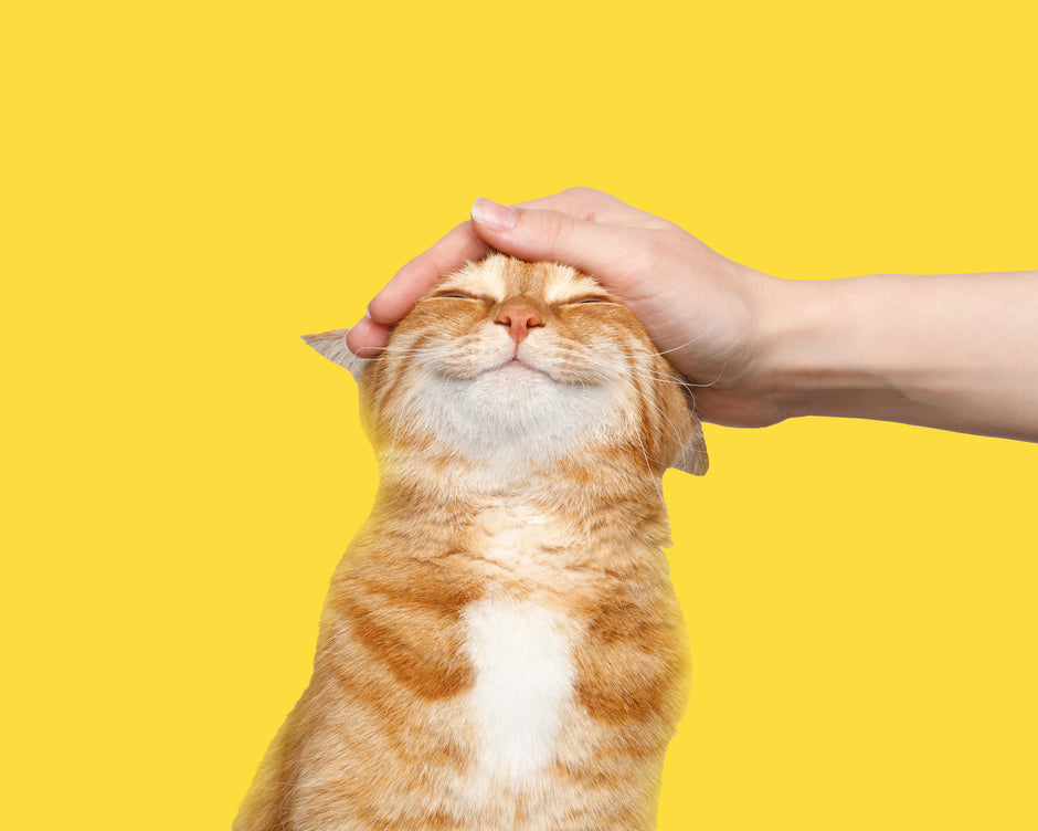 A content orange and white cat is being gently petted on the head by a human hand against a bright yellow background.