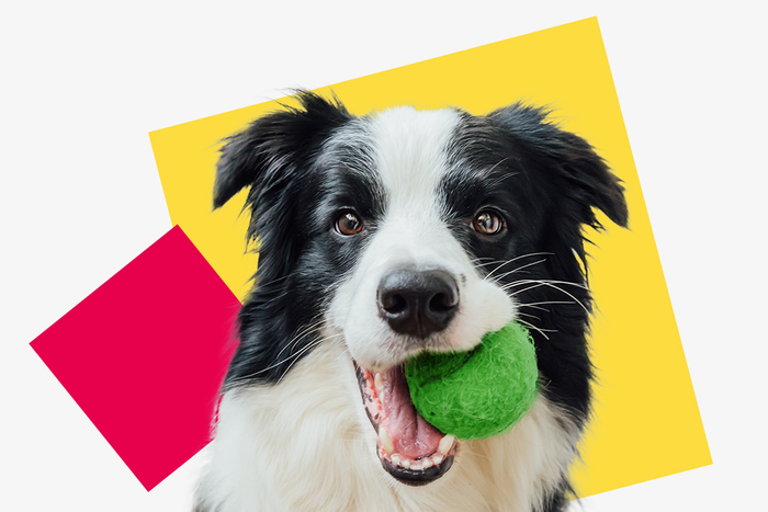 dog with ball in mouth, black and white dog, spring activities for pets