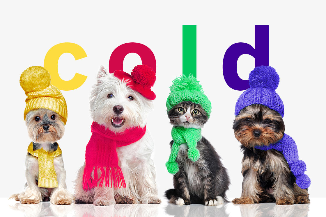 cold weather dogs, prepare coats for fall, dogs wearing winter hats