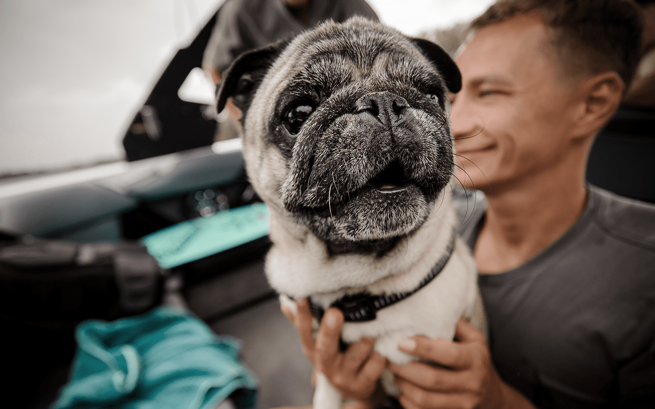 cute pug and boy in car, prevent gum disease in dogs, loose teeth, best pet toothpaste, happy pet