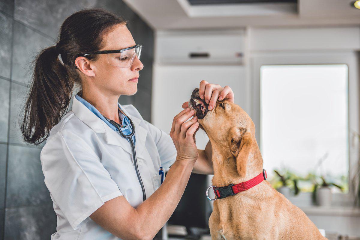 Dental vet store