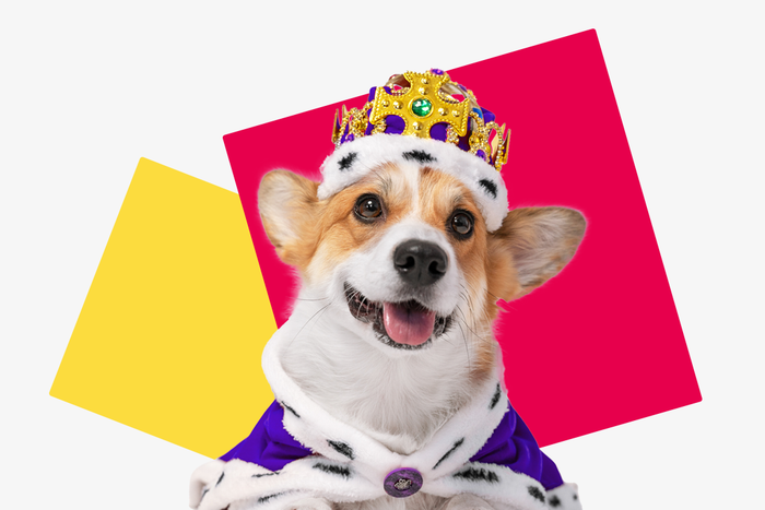 boss dog, dog wearing crown, how dogs run the world
