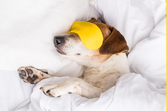 dog, sleeping, in bed, relaxing dog