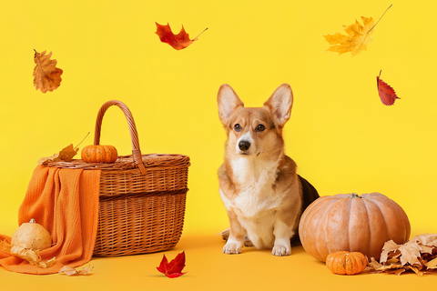 Tails of Thanks: Happy Pet’s Giving!