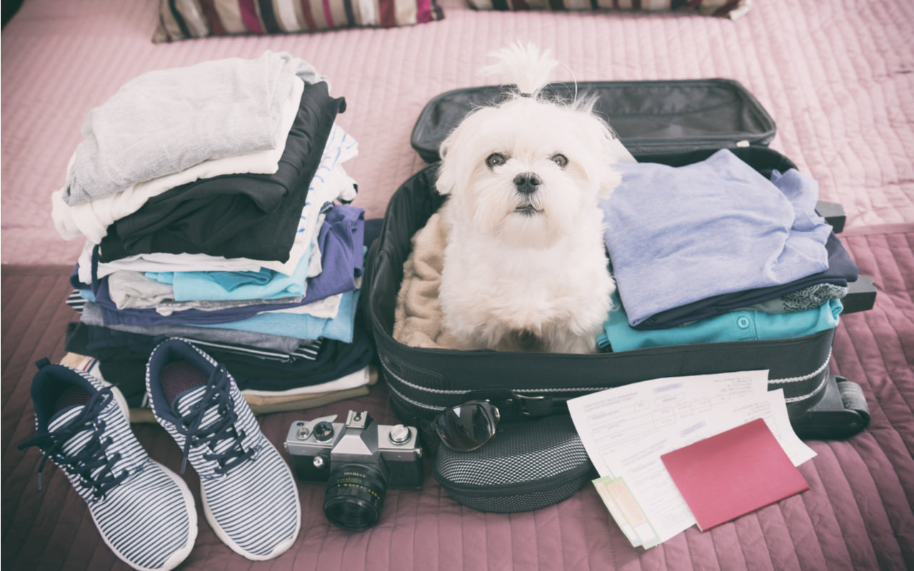 dog, suitecase vacation, pet sitter, boarding kennel