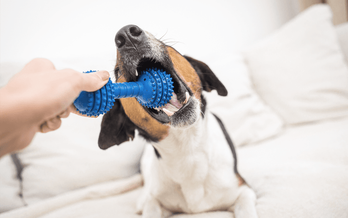 safe pet toys, dental toys for dogs, petsmile toothpaste, dog toys, healthy mouth, dog chewing on toy