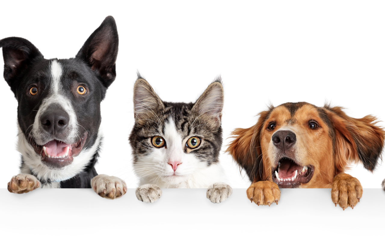 4 Things You Can Do For Pet Dental Health Month