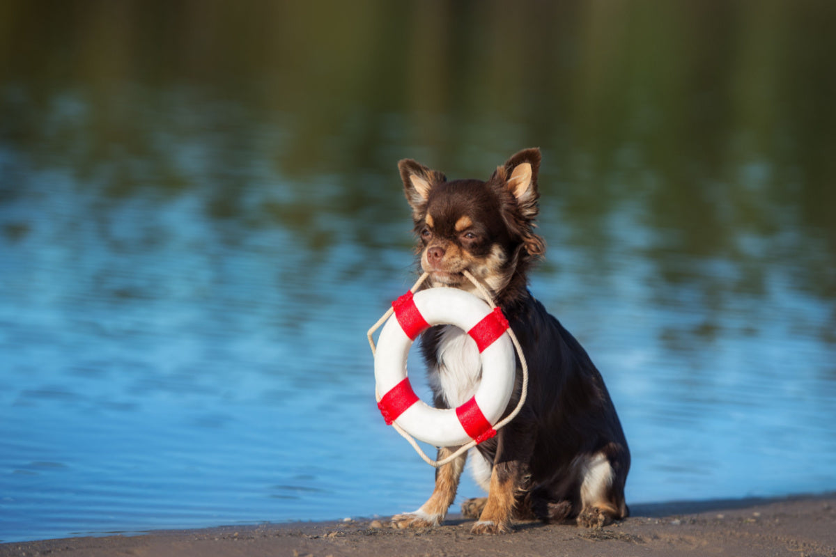 7 Tips for Pet Safety in Summer