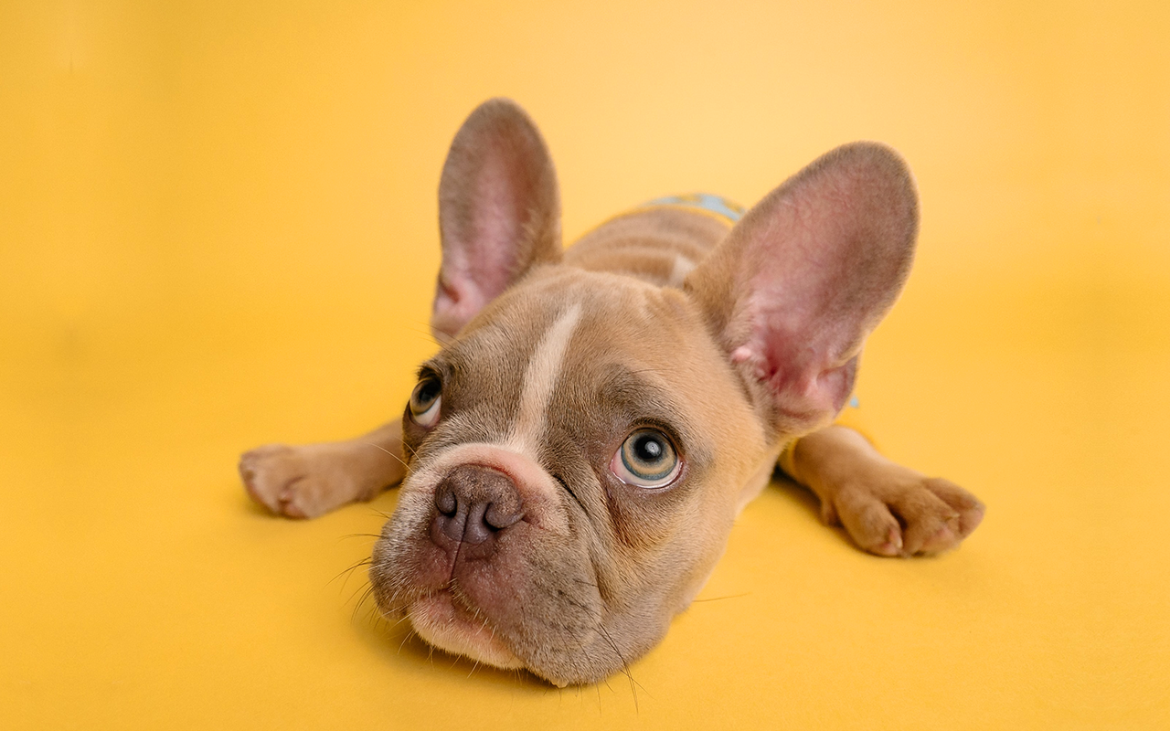 5 Ways To Reduce Stress In Your Pet's Life