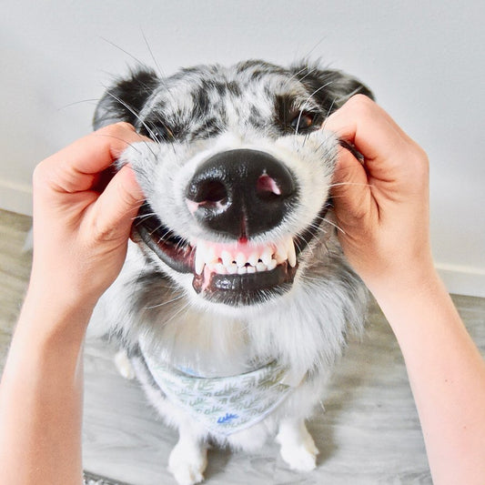 dog smiling, pets, petsmile vs.