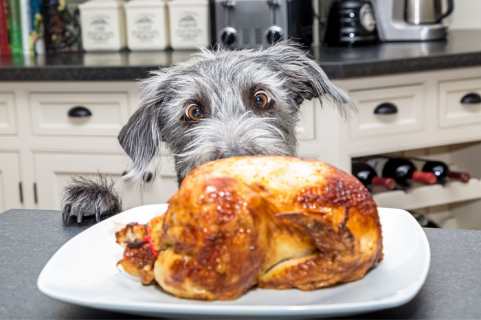 What You Need to Know Before You Feed Your Dog Holiday Leftovers