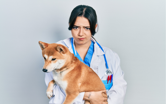 ingredients to avoid in pet toothpastes, best dog toothpaste, healthy dog