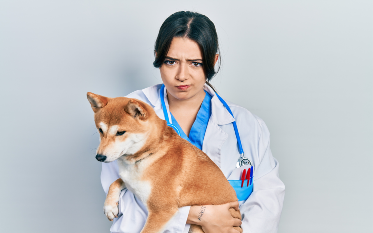 Top 5 Ingredients To Avoid In Your Pets Toothpaste