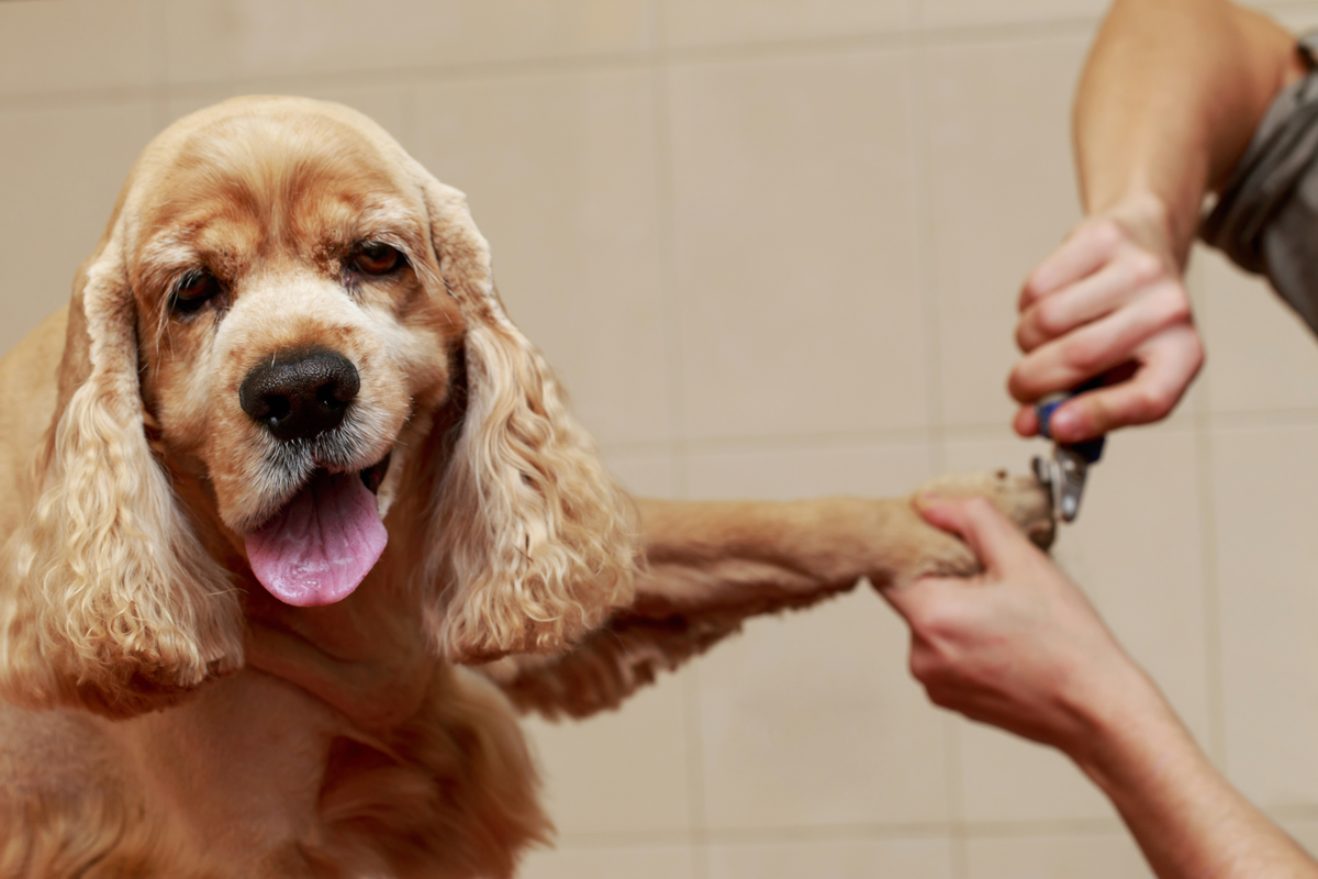 5 Essential Dog Grooming Activities To Do At Home