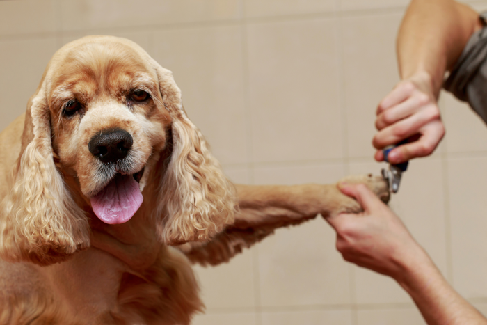 5 Essential Dog Grooming Activities To Do At Home