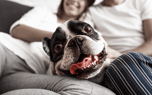 french bull dog, petsmile blog, information for cats and dogs, oral healthcare for pets