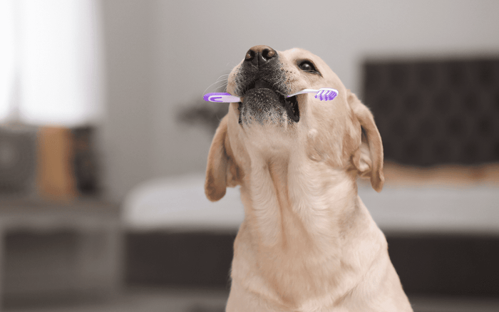 How To Train Your Pet To Get Their Teeth Brushed