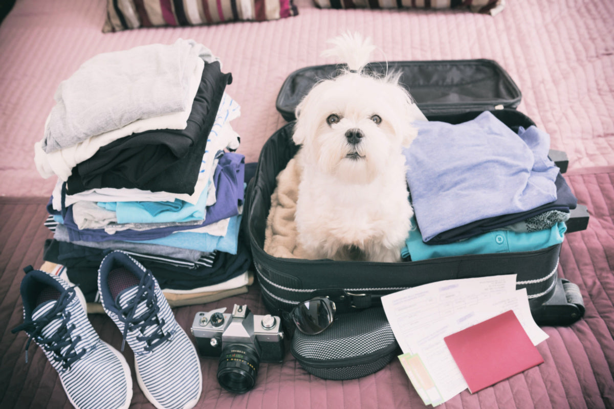travel with pets, dog in suitcase, shoes, clothes, air travel, trains, automobile