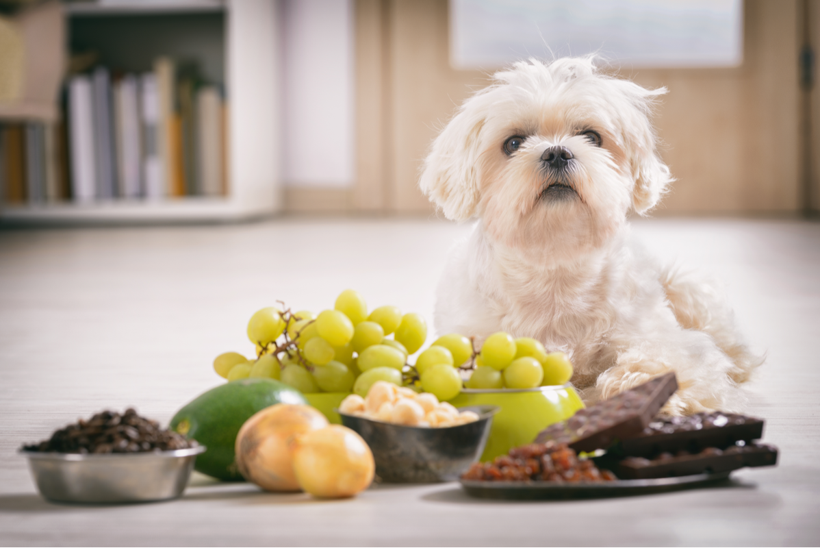 sick dog, toxic ingredients, poison ingredients 