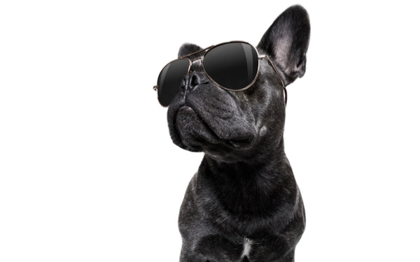 trendy dog, top trends pet care, healthy pets, dog teeth, healthy food, dog with sunglasses