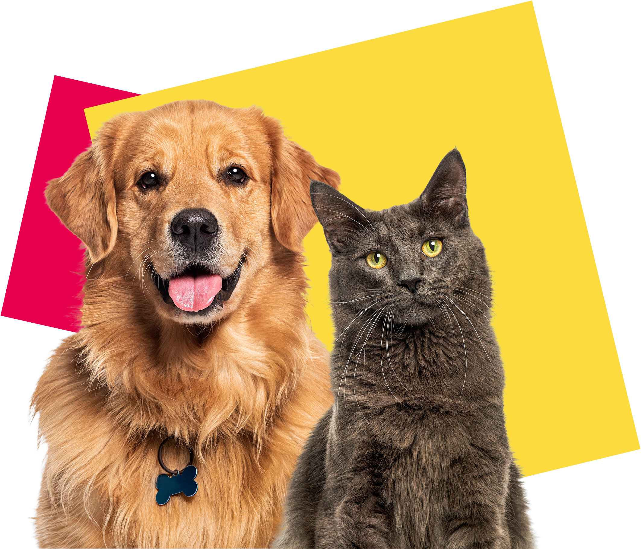 Pet Care Image