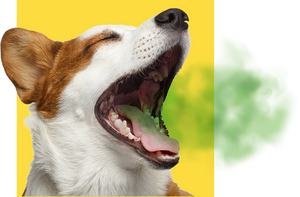 bad breath