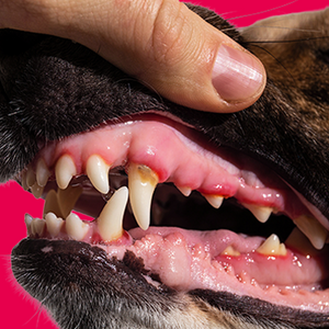 red, swollen gums