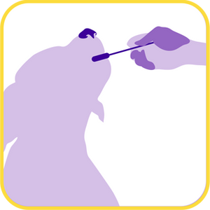 brush